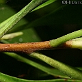 Lumnitzera racemosa (White-flowered Black Mangrove) ヒルギモドキ in Aeroglen Cairns<br />Canon KDX (400D) + EFS60 F2.8 + SPEEDLITE 380EX